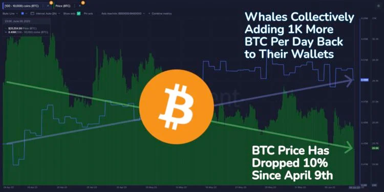 牛市将至？比特币巨鲸不畏崩盘、每天增持1000枚BTC